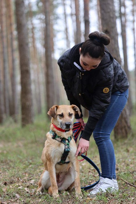 Suczka około 3 lata