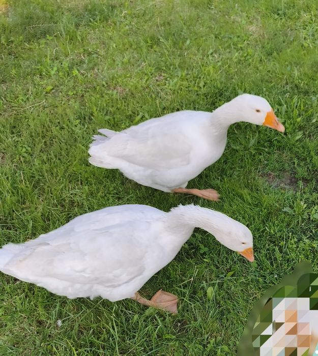 Gęsi gąski gęsina żywe kury kaczki