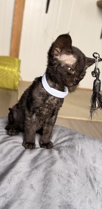 Devon rex kotek/kotka FPL