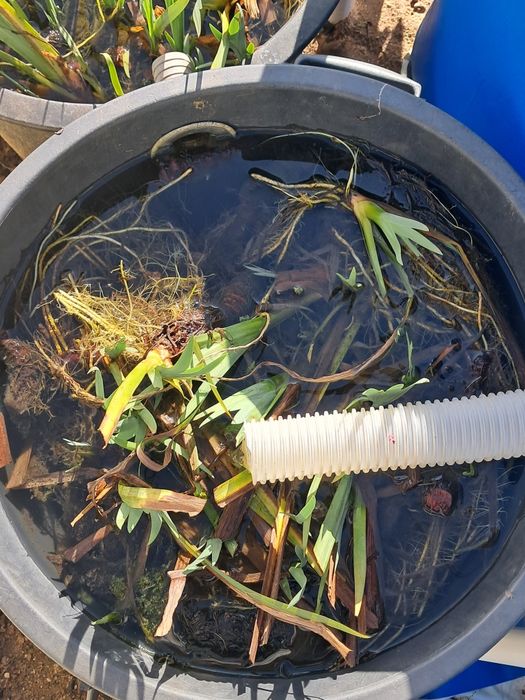 Íris aquática lagos