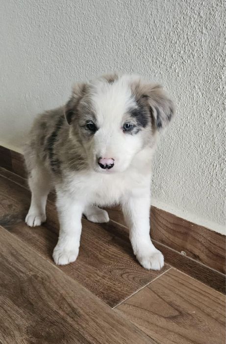 Border collie merle com olhos azuis MACHO