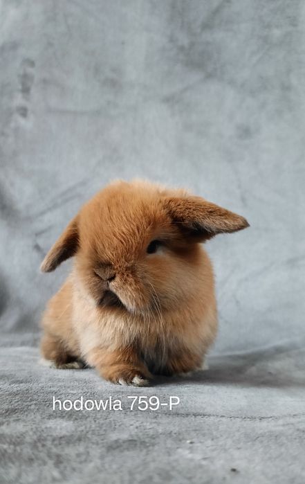 Mini lop króliki karzełek miniaturka baranek hodowla