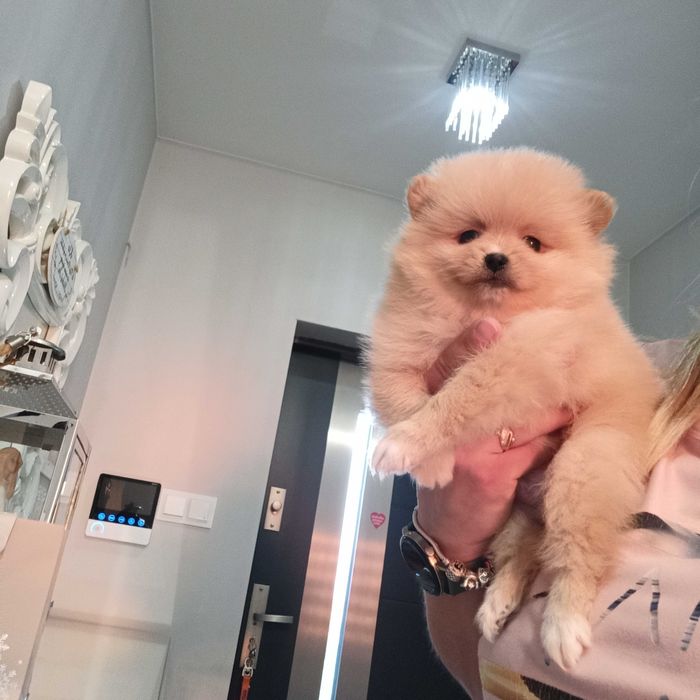 Pomeranian***szpic miniaturowy GOTOWY