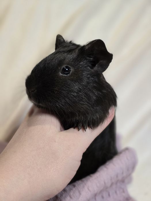 Морские свинки, малыши