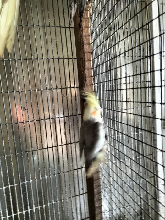 Caturras para troca ou venda