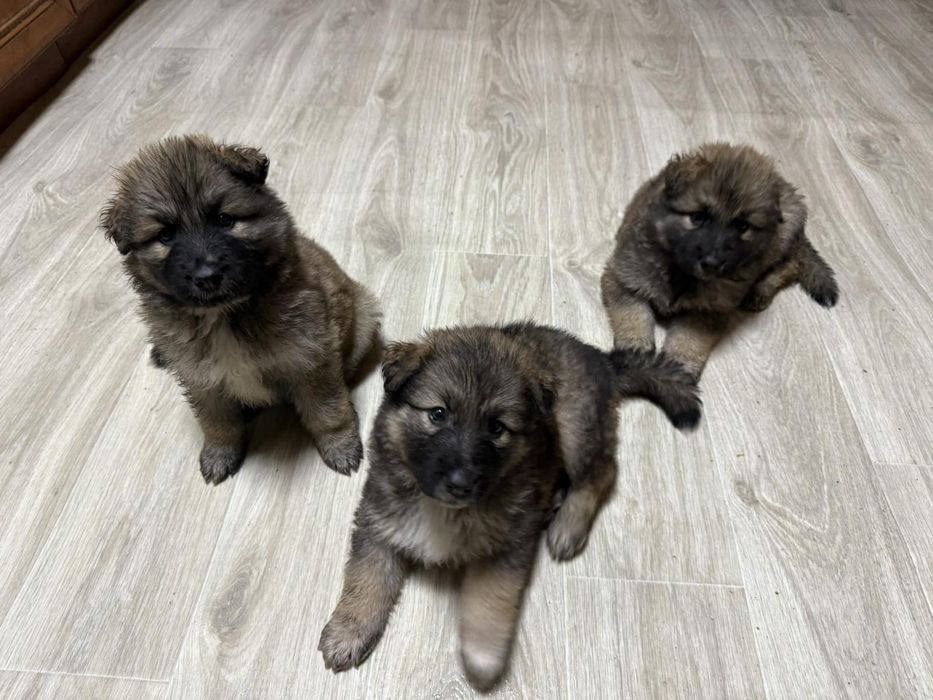 Вівчарки метизи тато Алвбай