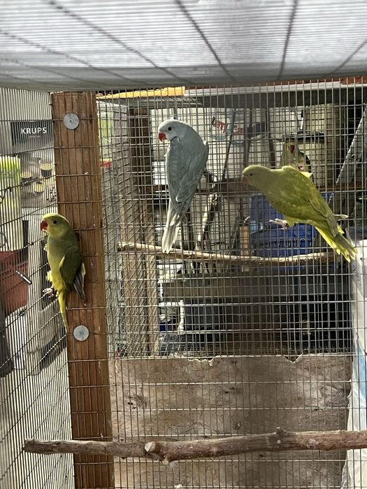 RING NECKS 2025 / RM Birds