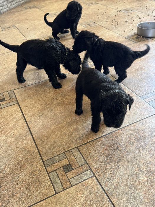 Щенки  Русский черный терьер