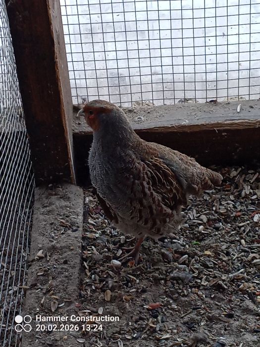 Sprzedam samca młodego kuropatwy polnej