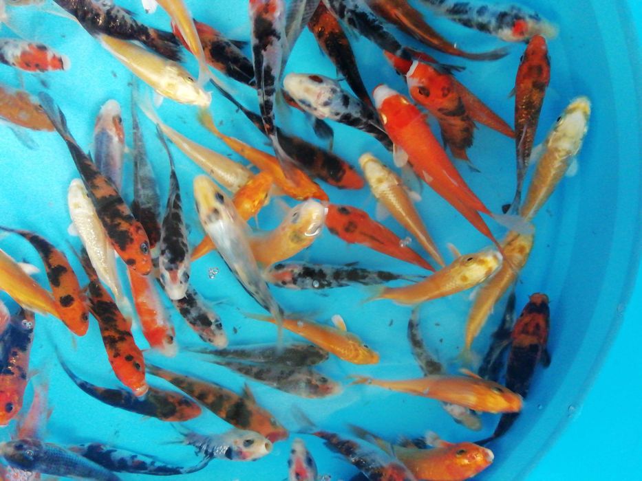 Carpas koi de 7 a 9 cm, faço envios ou entregas