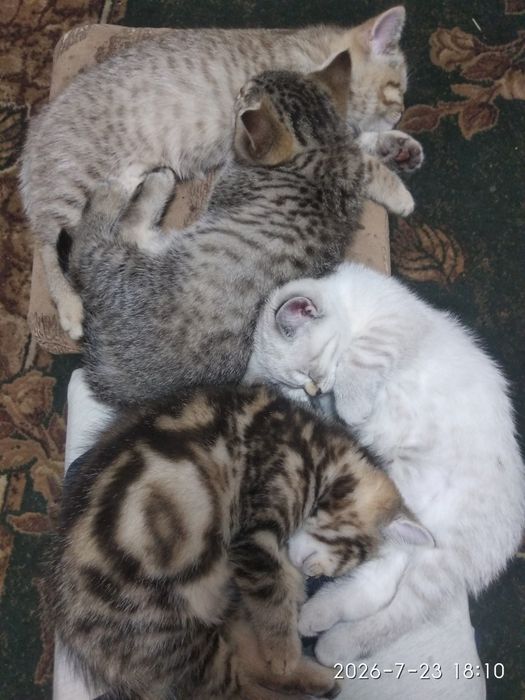 Шотландські котинята