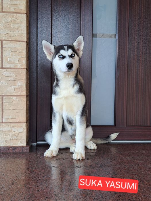 Husky Syberyjski