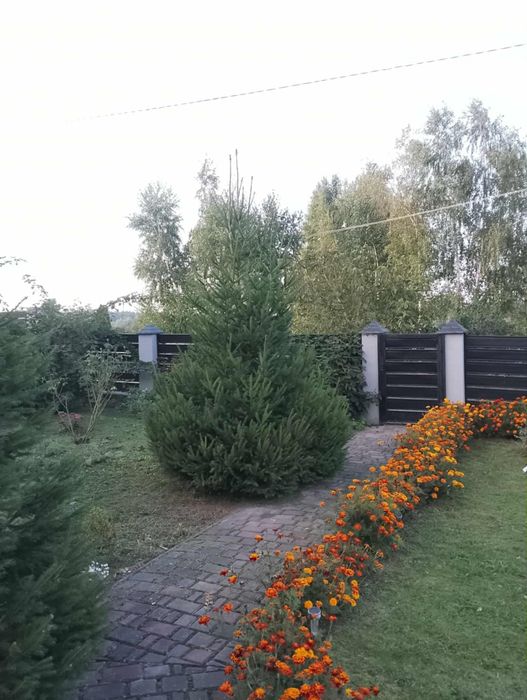 Продаються ялинки
