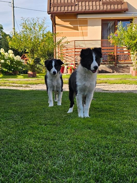 Border collie piesek
