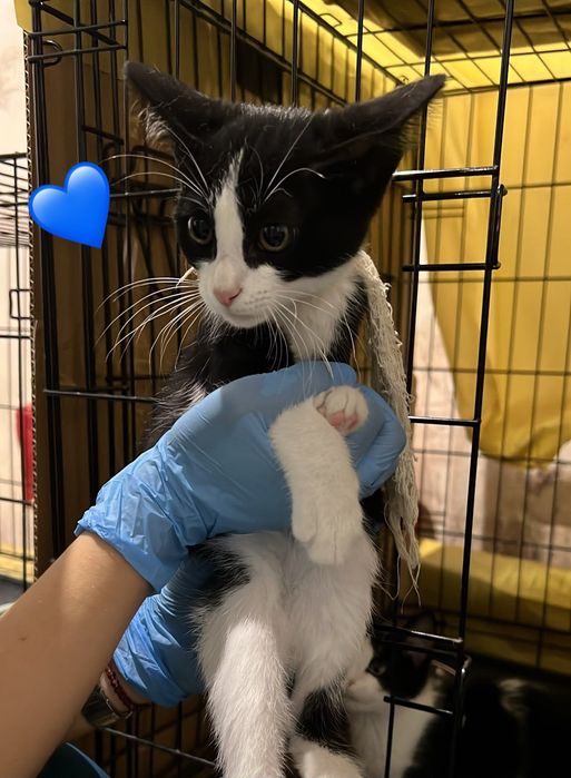 Gatinhos bebés para adoção responsável