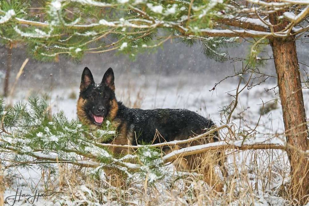 Smamotny Niuton traci nadzieję