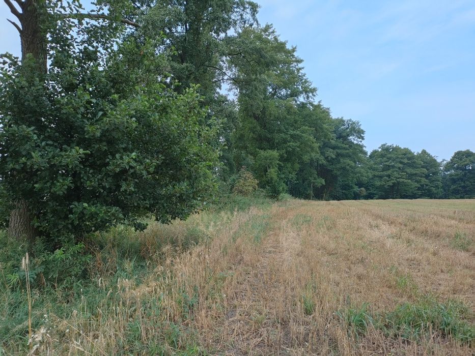 Działka leśna, las