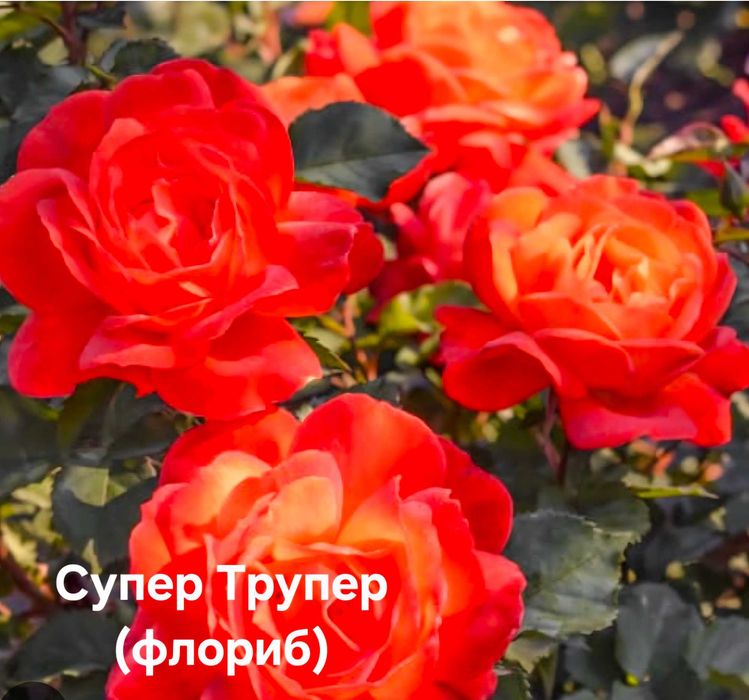 Троянди та клематиси