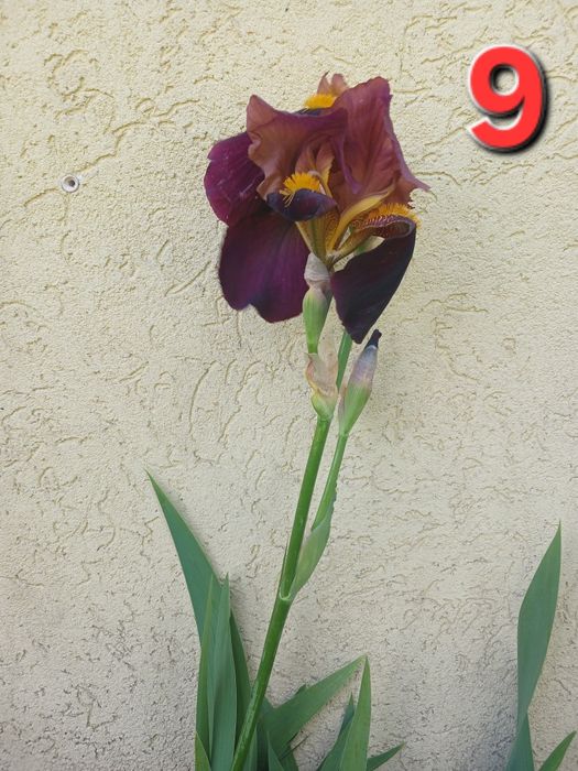 Іриси (13 сортів)