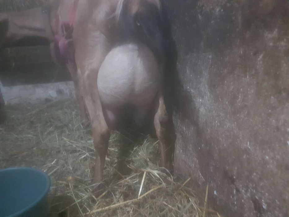 Коза англо-нубійська 87.5% і 93.75%