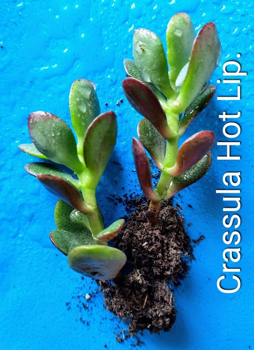 Вариегатные крассулы толстянки грошовi дерева суккуленты.