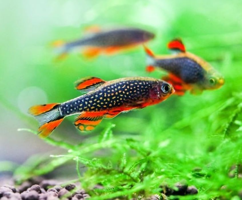 Rasbora Galaxy  piękne, zdrowe rybki akwariowe