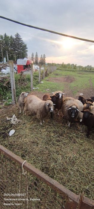 Продам сільськогосподарських тварин, вівці, барани, свині угорська мангалиця.