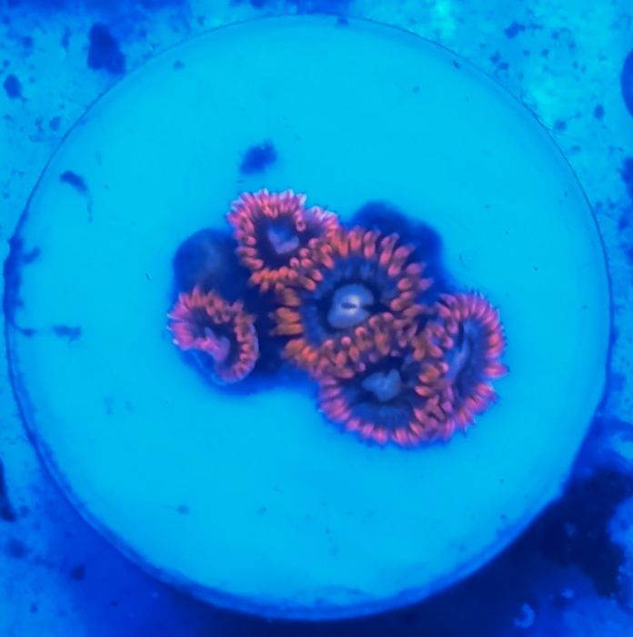 Corais Saudáveis & Frags