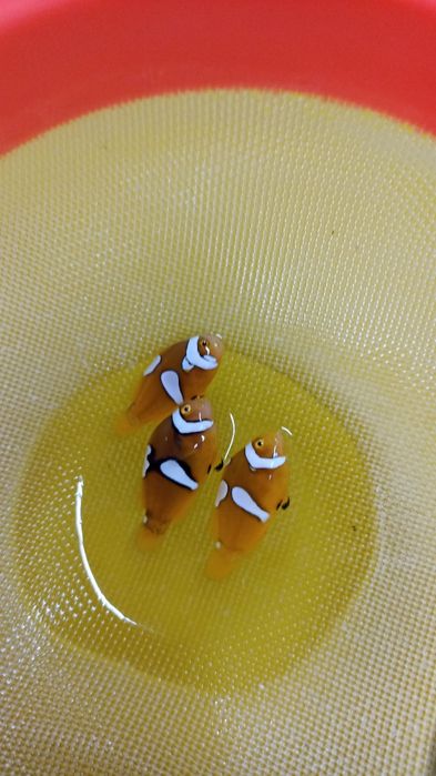 Peixes palhaços/cativeiro