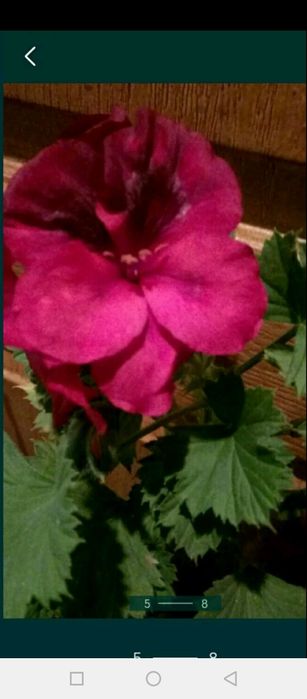 Пеларгонія королівська,зональна,ампельна