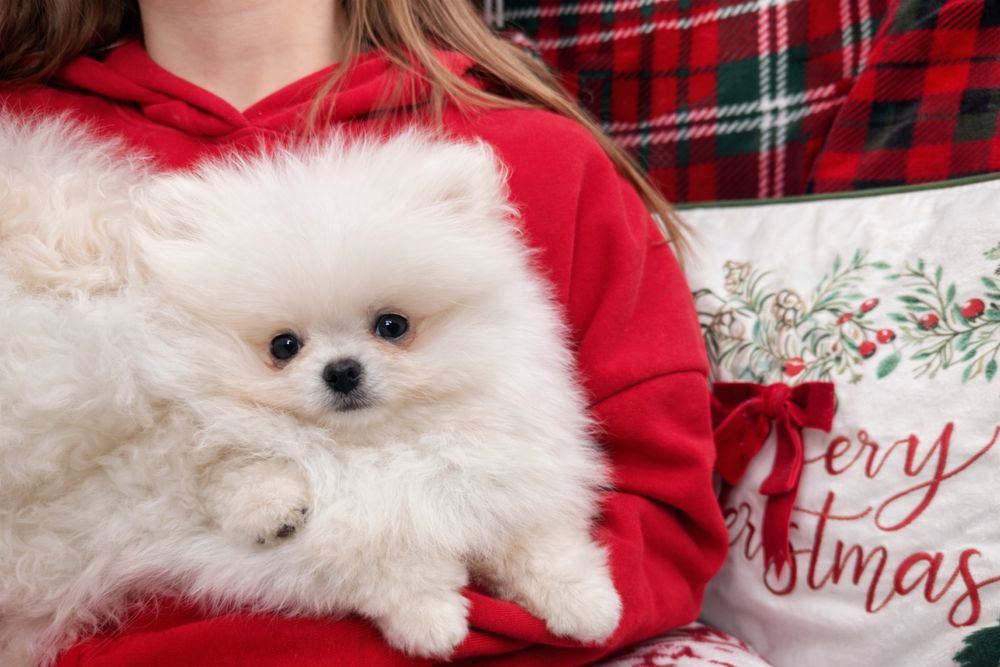 Pomeranian, szpic miniaturowy