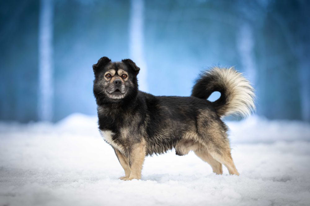 KIMON - mały puchaty słodziak