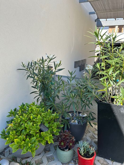 Várias plantas exterior
