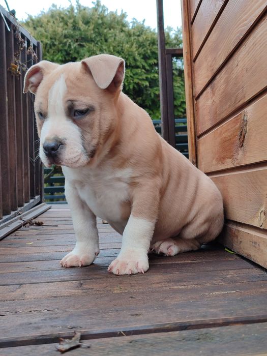 Szczeniak rasy American Staffordshire Terrier