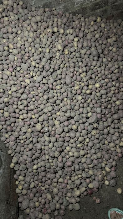Продам дрібну картоплю .