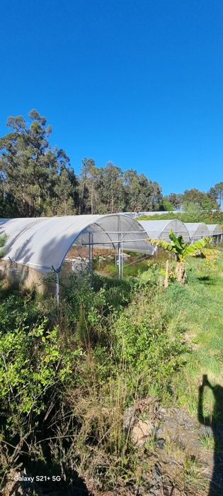 Estufas agrícolas com 4 túneis cada de 2020