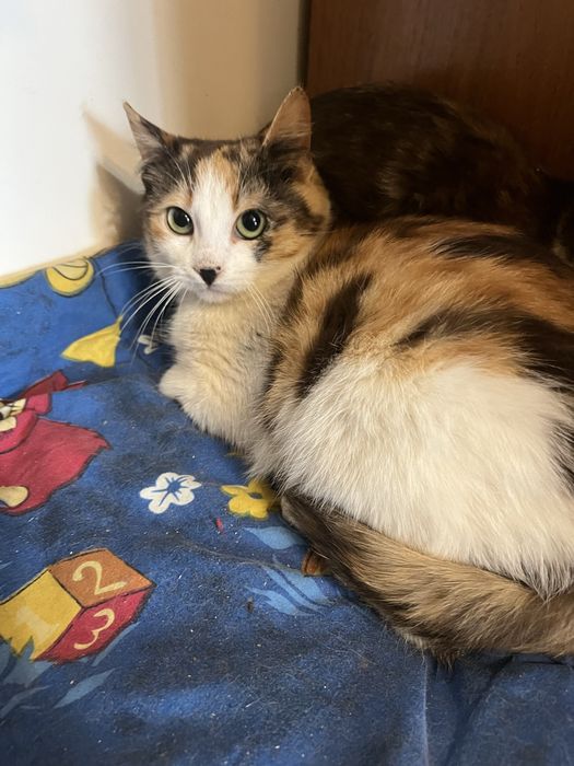 Котенок 4,5 мес девочка