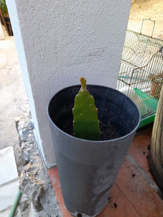 Planta  de  pitaia
