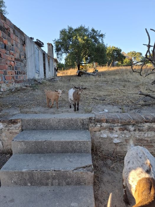 Cabras anãs para venda - Coruche