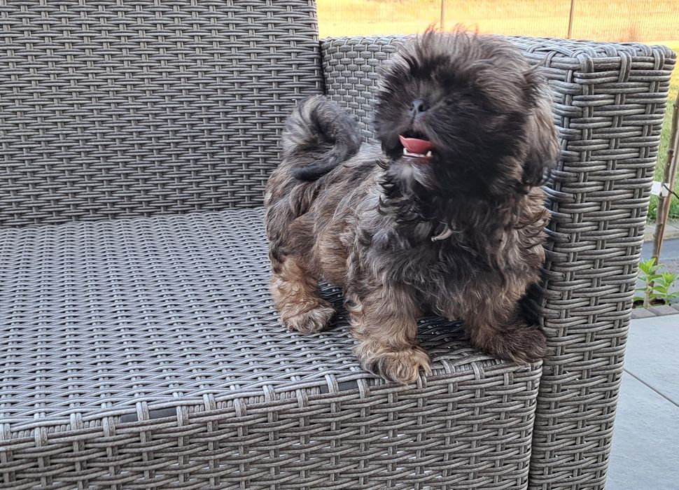 Shih tzu  piesek