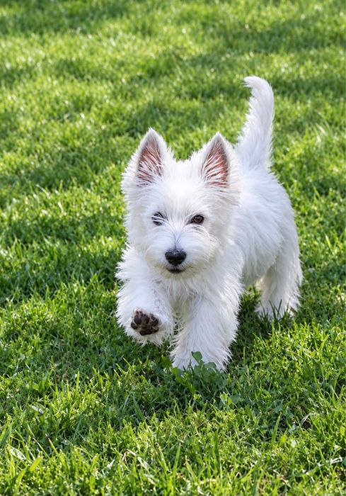 Szczeniak West Highland White Terrier
