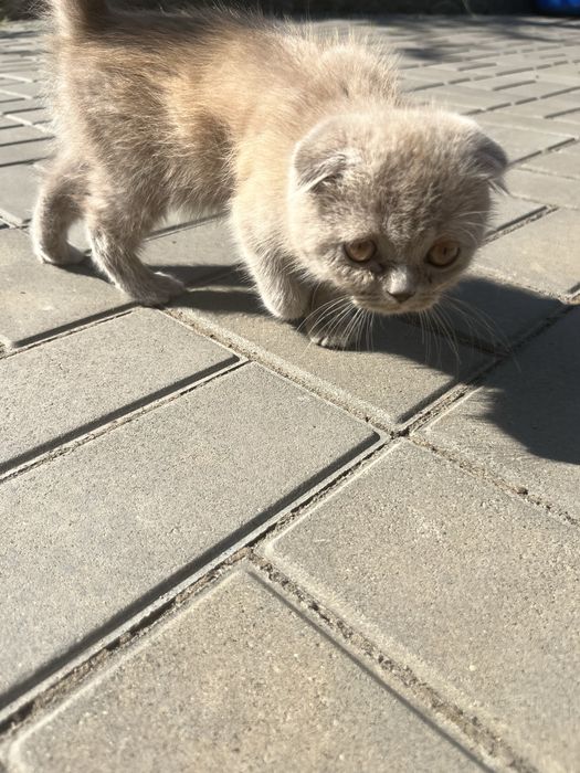 Британське кошеня дівчинка