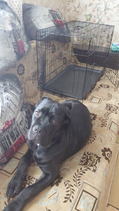 Продам клітку для собак