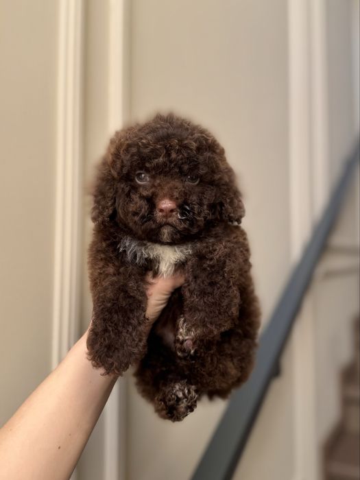 Шоколадний хлопчик мальтіпу. Ми в Луцьку