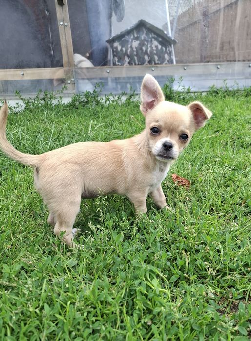 Chiuhuahua sunia