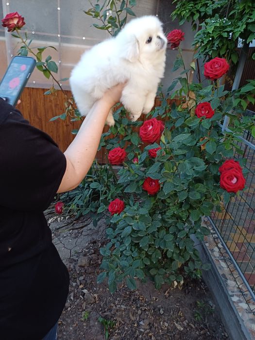 Два белоснежных облачка.