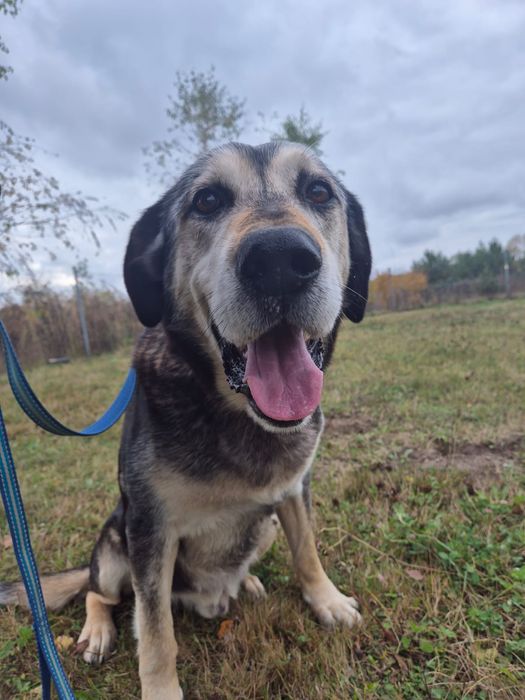 URATUJ BORYSA – duży, owczarkowaty pies o wielkim sercu czeka na dom!