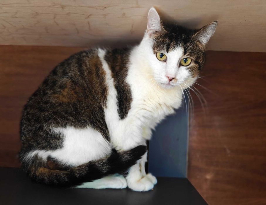 Лагідна домашня киця Жасміна, 3 роки //  кішка  кіт  кошеня