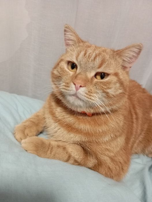 Кіт, стерелізований.