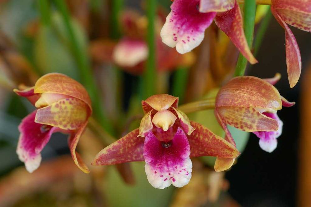 Orquídea Maxillaria Sangue